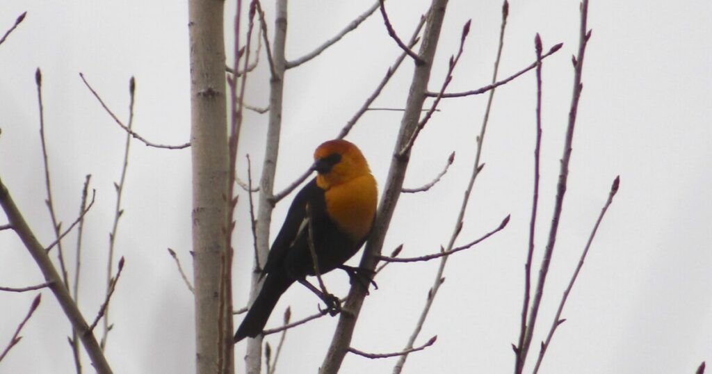 The health benefits of bird watching
