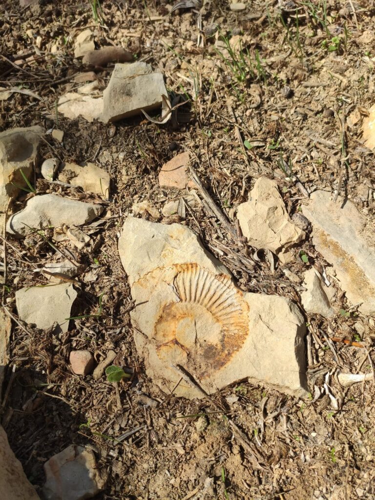 Pleasant surprise discovered in the field.