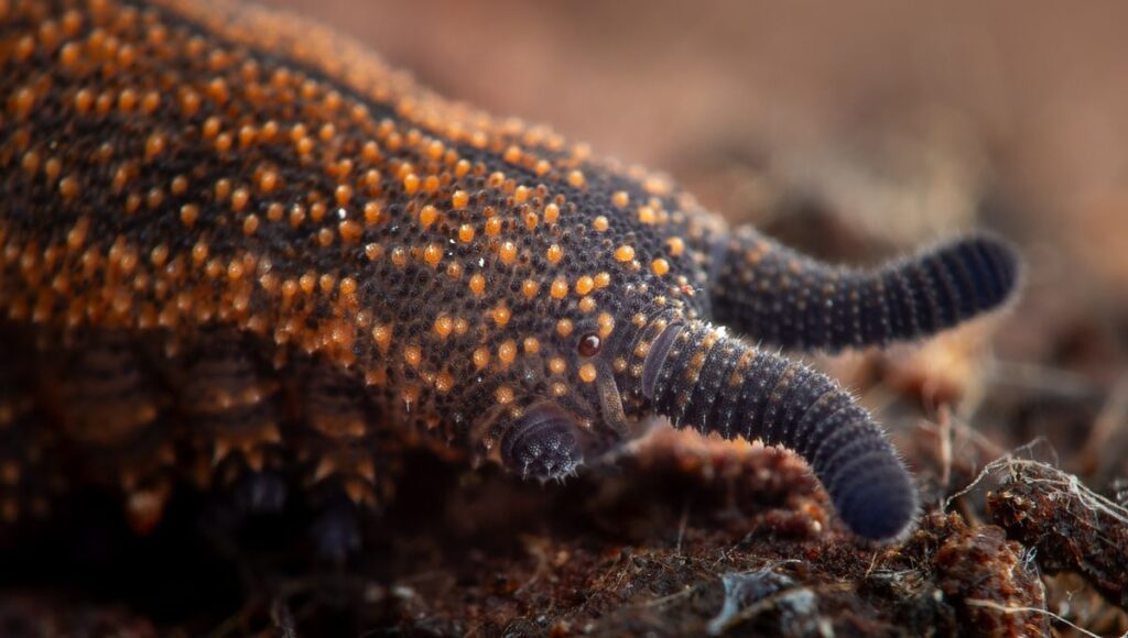 New Zealand’s Bug Of The Year Is A “Living Fossil” That Turns Prey To Soup