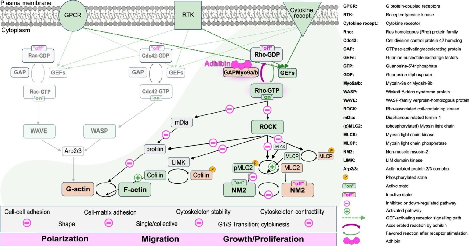 Active agent against cancer metastasis discovered: Adhibin prevents migration and attachment to other cells