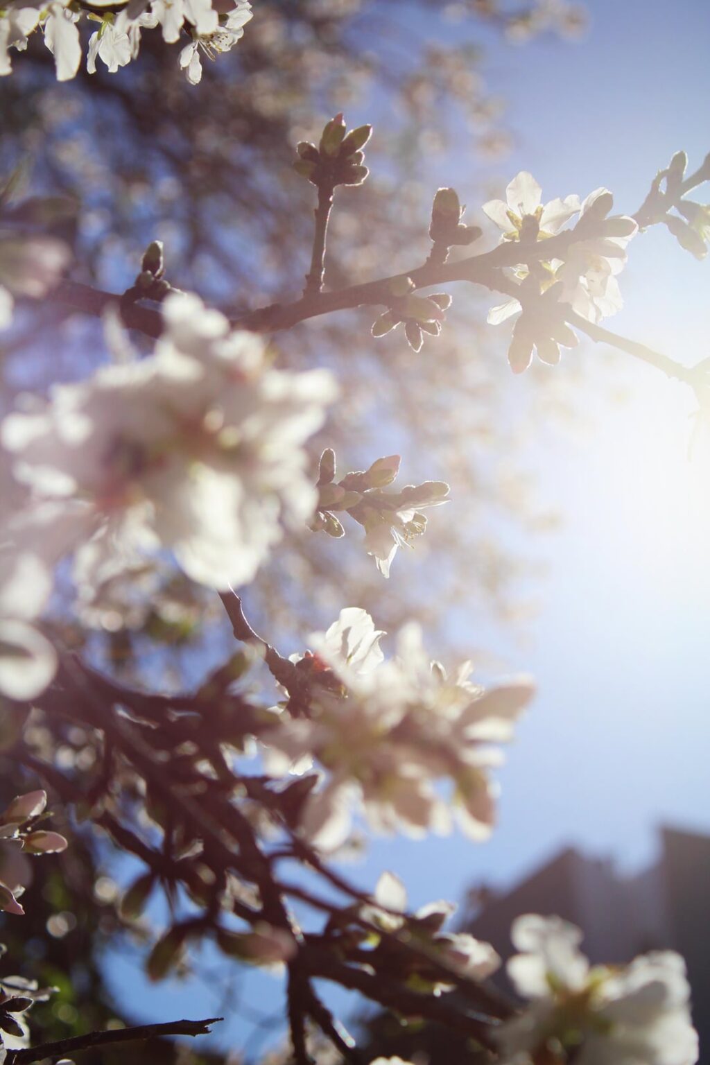 Spring is approaching 🌸🌸🌸