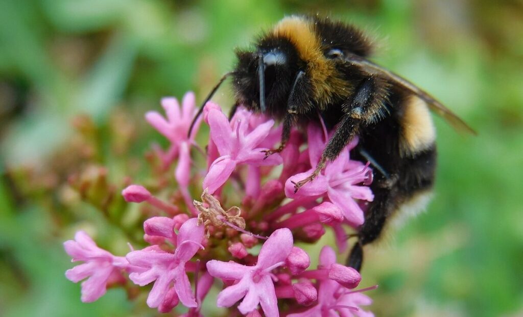 2024 was worst year for British bumblebees: Report 2024 was worst year for British bumblebees: Report