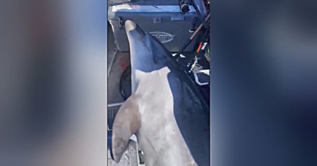 Dolphin crash-lands in New Zealand fishermen’s boat