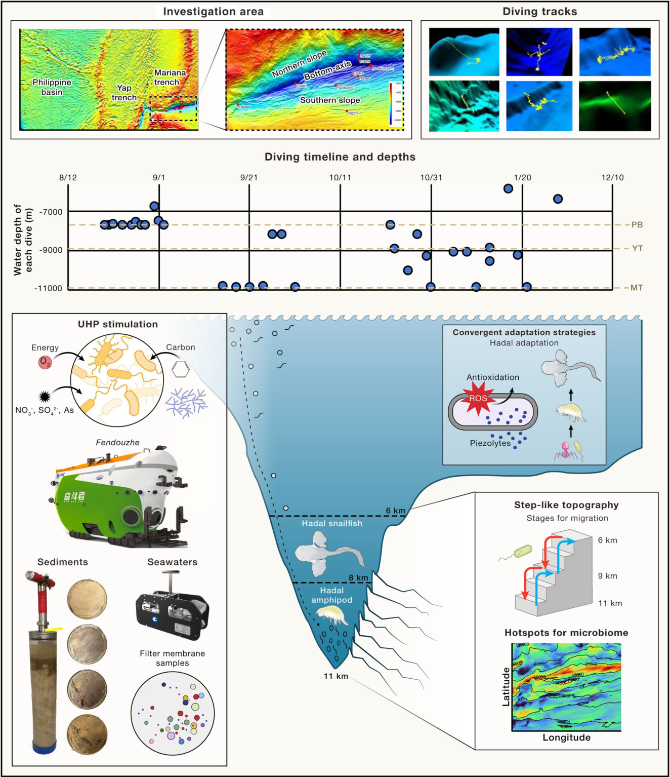 Mariana Trench expedition discovers new lifeforms flourishing in deep-sea environment