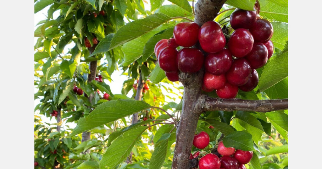 A variety "breaks new ground" in cherry cultivation in Spain with extra-early production in Murcia