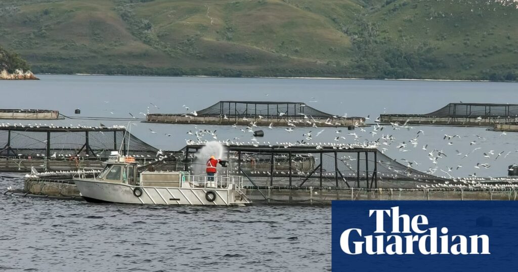 Controversial bill to protect Tasmanian salmon industry passes despite environmental concerns | Endangered species