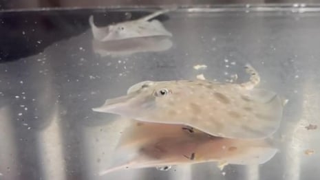 Baby skates on verge of extinction in Tasmania hatched by scientists – video