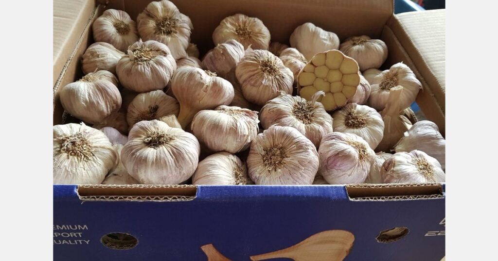 "Egypt has overtaken Spain in the garlic market"