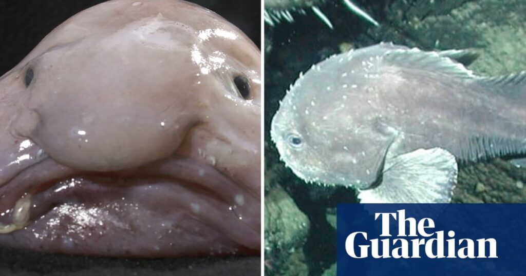 Once named world’s ugliest animal, blobfish wins New Zealand’s fish of the year | New Zealand