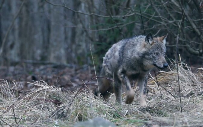Watch: Wolves in Estonia chase down roe deer | News Watch: Wolves in Estonia chase down roe deer | News