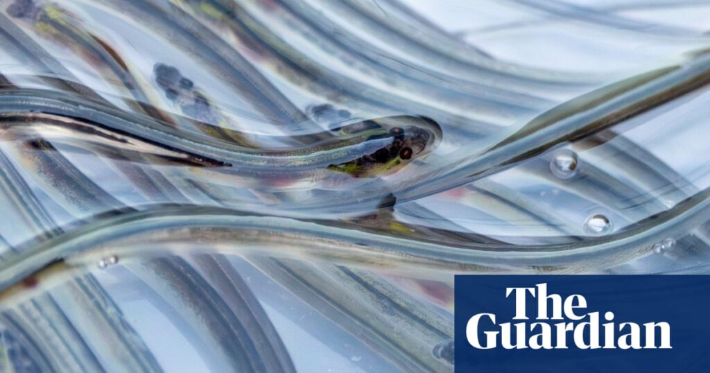 Export of endangered eels to Russia ends after UK government ban | Endangered species Export of endangered eels to Russia ends after UK government ban | Endangered species