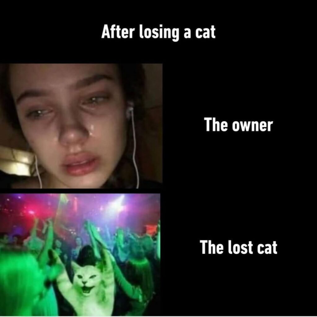 I FEEL Like the Lost Cat, Whole My Life, Bit I Need Some Girl Too (When We Already Goed With Memes, Fun!)