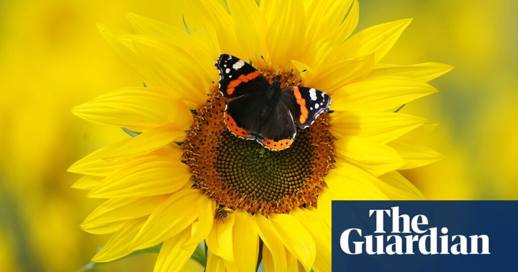 ‘A symbol of hope’: environmentalists choose their favourite invertebrates | Environment