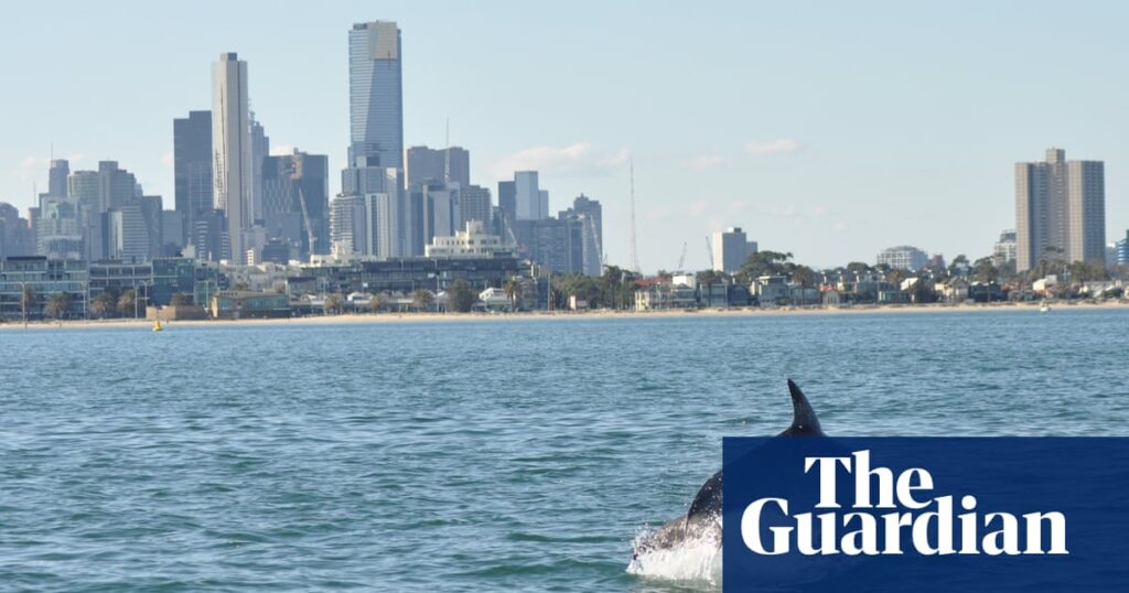 Victoria’s unique dolphin population threatened by legacy of ‘forever chemicals’ | Marine life
