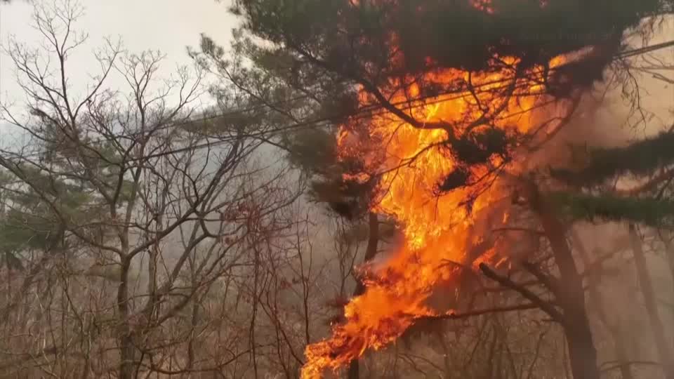 Several dead as South Korea battles raging forest fires Yahoo news home