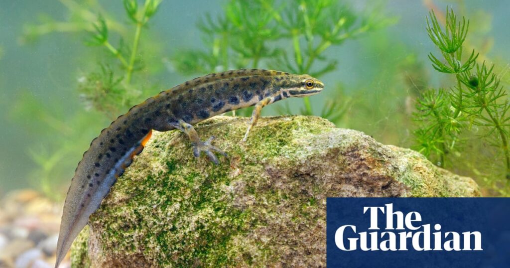 Young country diary: Here are the latest newts reports! | Amphibians