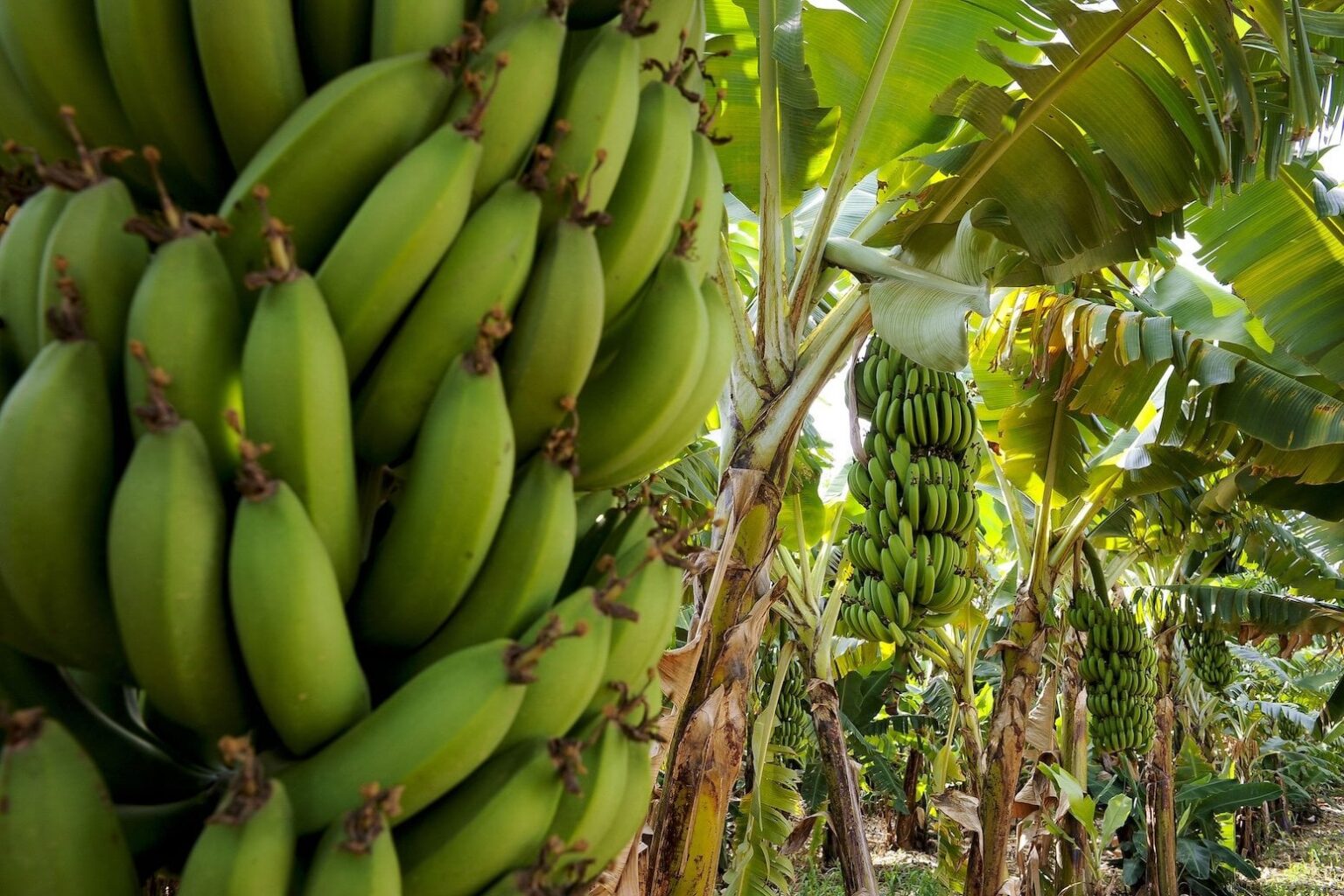 Major banana exporters could face ‘60% drop’ in growing area due to warming