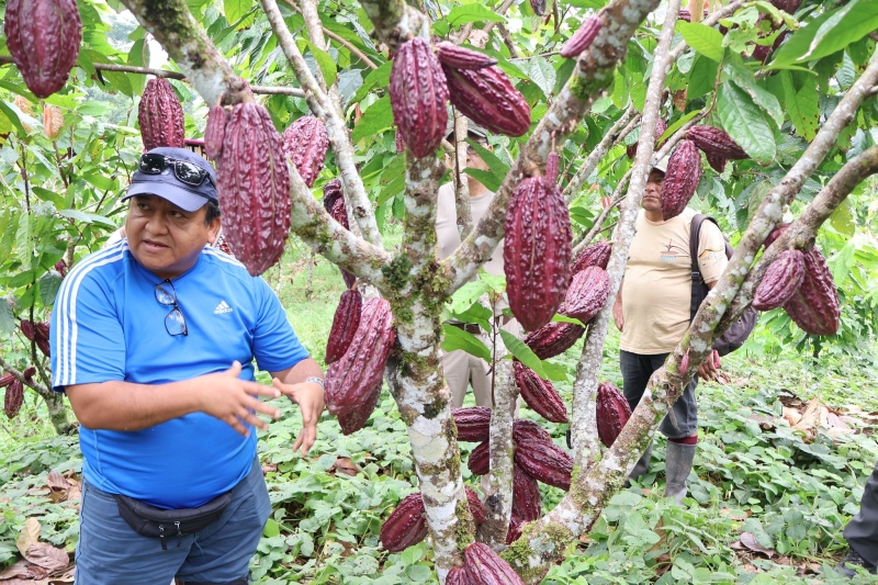  A man standing beside a cacao tree.