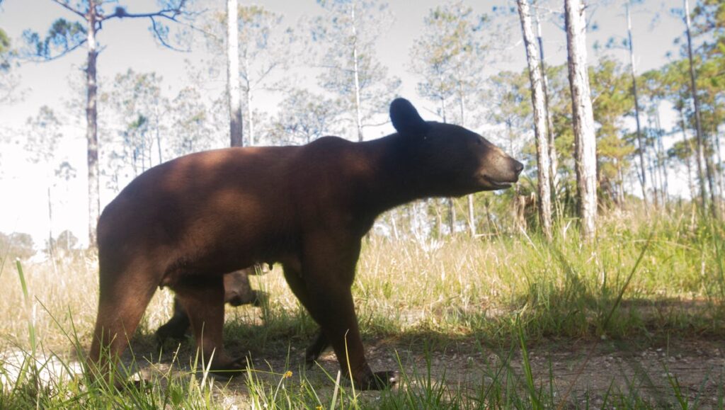 How many black bears are estimated to be living in Florida?