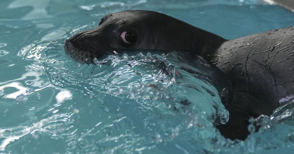 Greece Monk Seal Rehab | World Greece Monk Seal Rehab | World