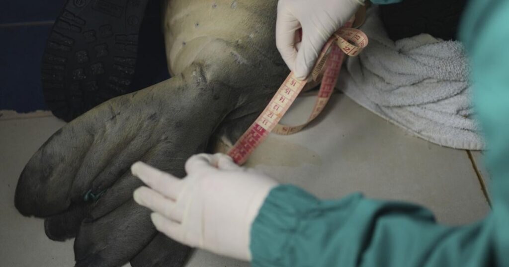 Greece Monk Seal Rehab | World