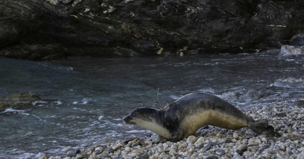 Greece Monk Seal Rehab | World