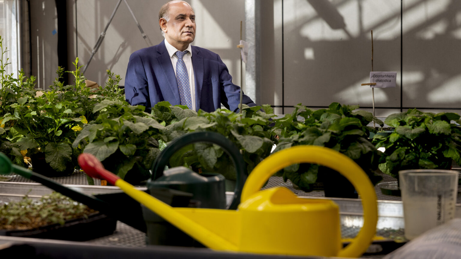 A balding man in a blue suit and tie sits behind rows of plants on tables. A bright yellow watering can is close to the camera and out of focus.