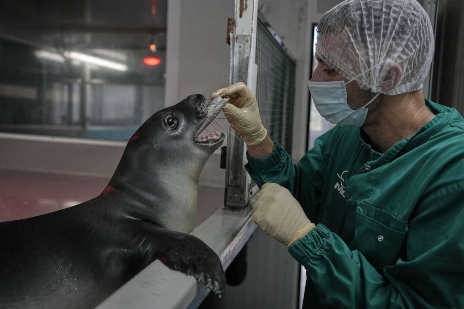 Mediterranean monk seals being cared for in Greece Mediterranean monk seals being cared for in Greece