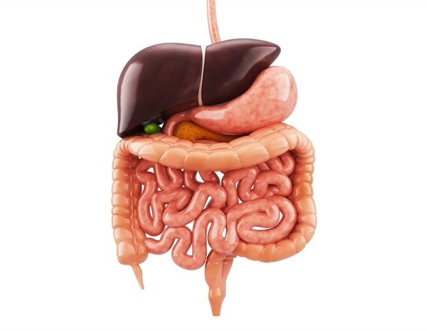 Impact of excessive alcohol consumption on digestive health