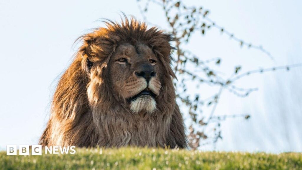 Rescued Ukrainian lions touch grass for first time in the UK