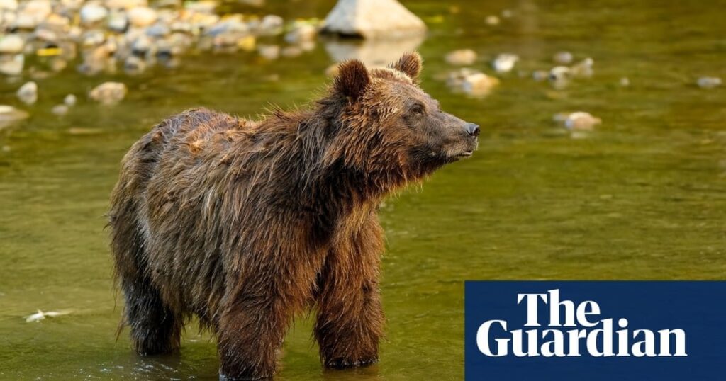 White House purge raises extinction threat for endangered species, fired workers warn | Scientist sounds alarm over ‘canary in the coalmine’ species including beetles and spiders