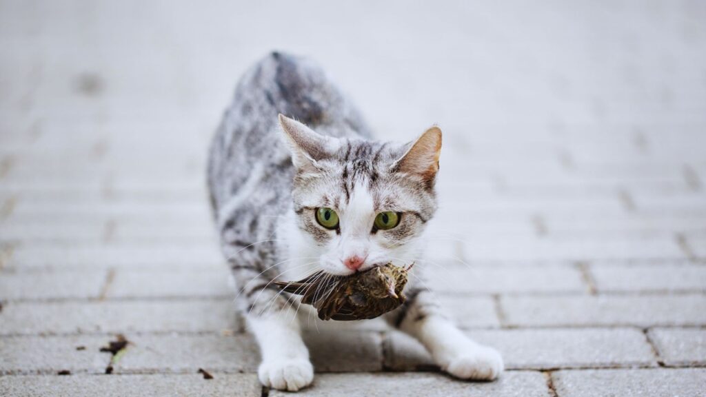 More N.J. cats found with bird flu, health officials say More N.J. cats found with bird flu, health officials say
