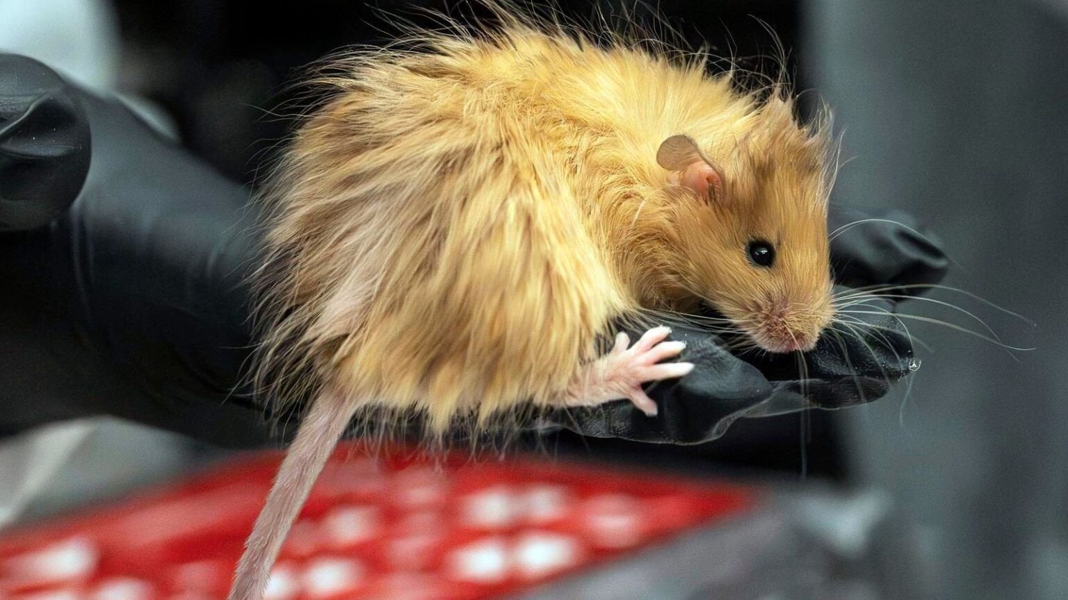 Scientists trying to bring back the woolly mammoth create a woolly mouse