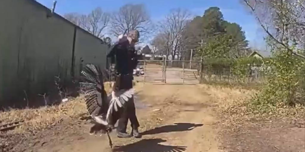 JPD officers encounter ‘violent’ turkey