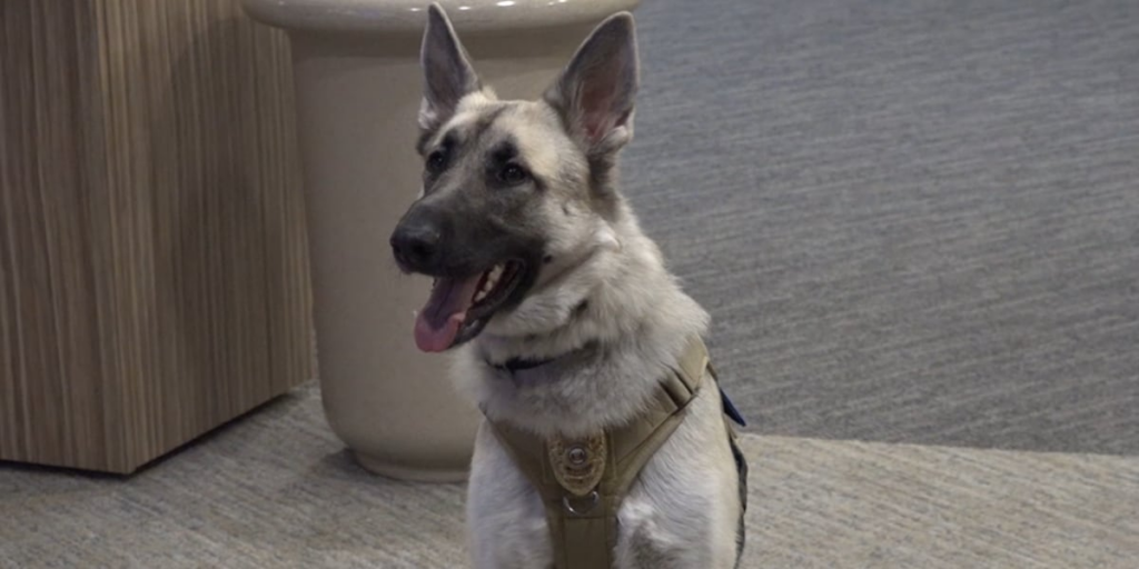 UnityPoint Health St. Luke’s Hospital works to combat rising threats with new K9 officer UnityPoint Health St. Luke’s Hospital works to combat rising threats with new K9 officer