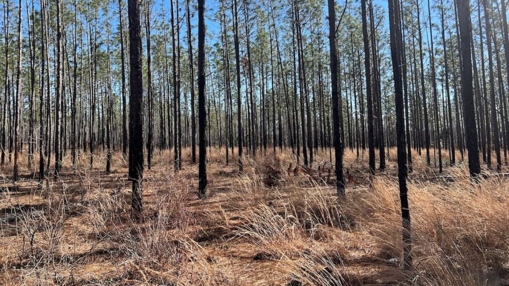 This land swap would give 700 acres of North Florida state forest to peanut farm