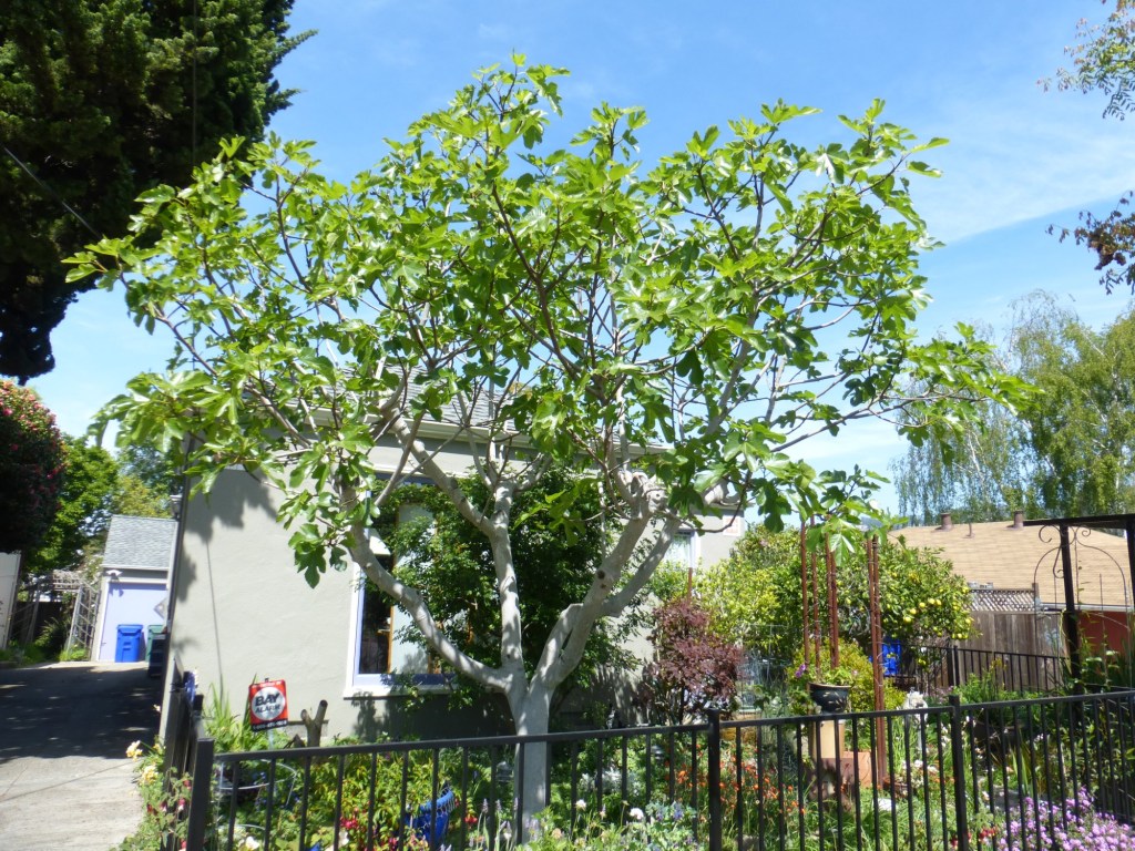 San Diego is an ideal environment for growing figs – San Diego Union-Tribune San Diego is an ideal environment for growing figs – San Diego Union-Tribune