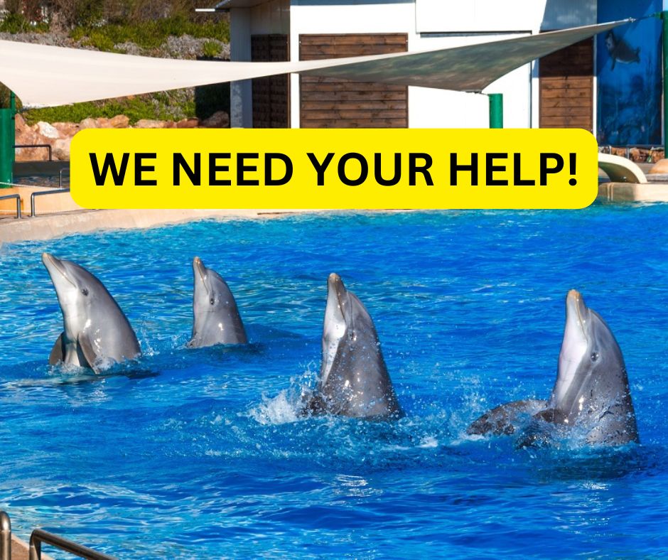 Help stop dolphin transfer from Greece to USA Attica Park Zoo, dolphins, Clearwater Marine Aquarium, dolphin transfer, captivity, marine connection, greece, usa