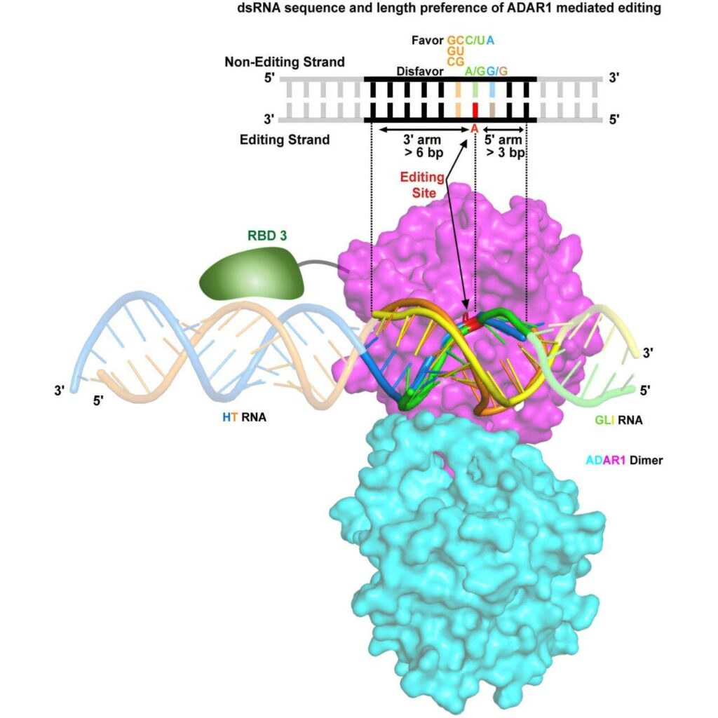 RNA-editing protein insights could lead to improved treatment for cancer and autoimmune diseases