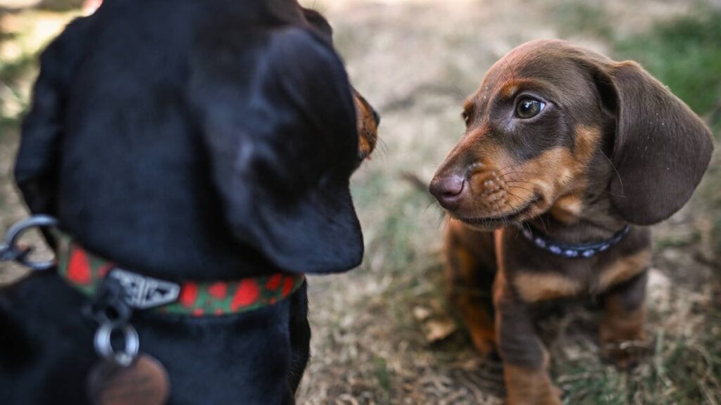 Missing mum found eaten by her two sausage dogs - as son says pets were 'her life'