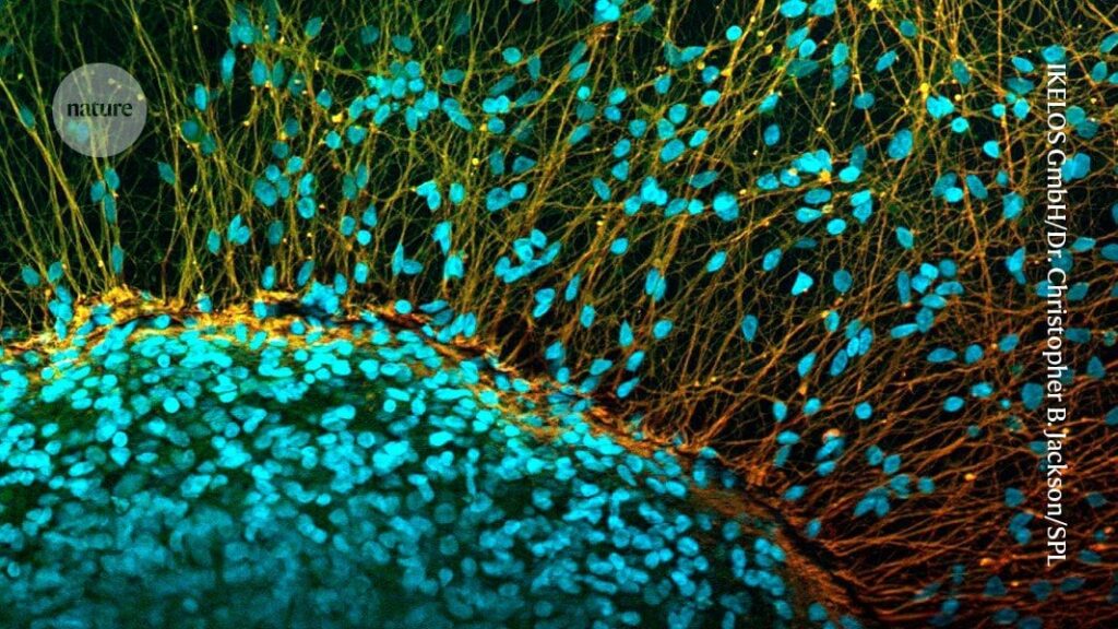 A paralysed man can stand on his own after receiving an injection of neural stem cells to treat his spinal cord injury. The Japanese man was one of four individuals in a first-of-its-kind trial that used reprogrammed stem cells to treat people who are fully paralysed.