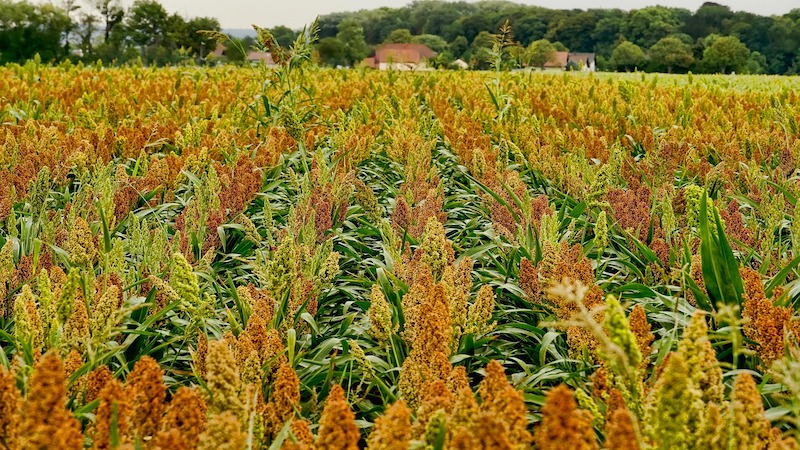 Drought-Resilient Crop For Spain’s Agricultural Future – Eurasia Review