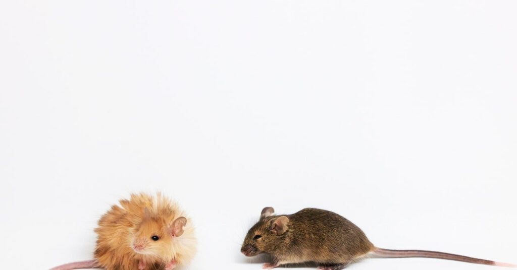 Scientists Just Created a ‘Woolly Mouse’ With Mammoth-Like Fur.
The de-extinction company Colossal Biosciences wants to bring back the woolly mammoth—starting with a very furry mouse.