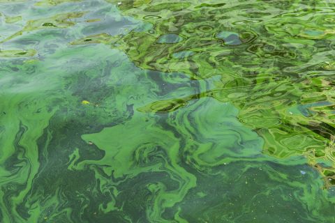 Study: Algae blooms on cold Lake Superior reveal impact of climate change