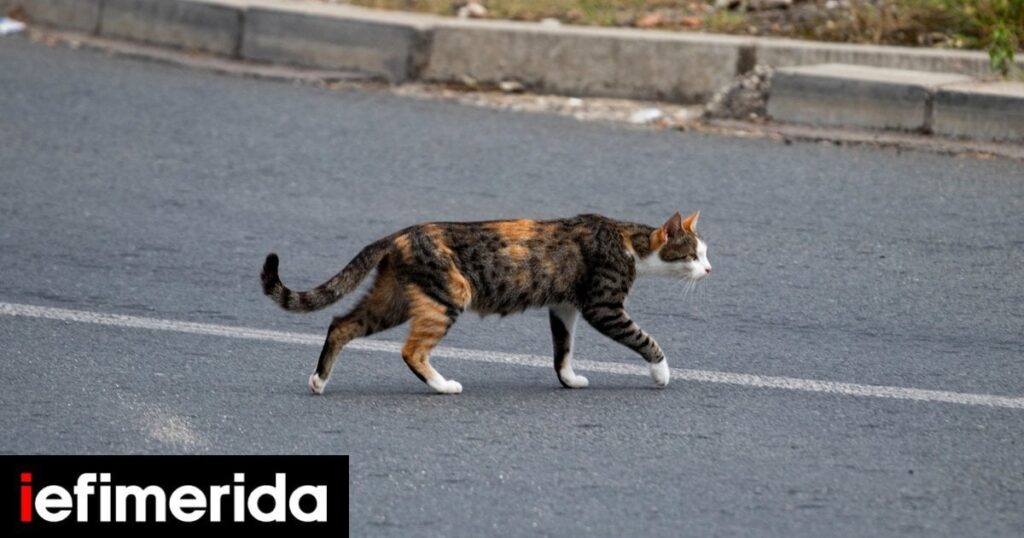Thessaloniki: 60,000 euros fine to the detriment of a 56 -year -old who poisoned eight cats