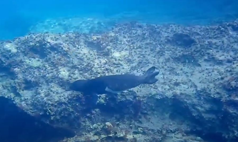 Cyprus’ monk seal population bounces back, but the battle isn’t over (VIDEO), KNEWS Cyprus’ monk seal population bounces back, but the battle isn’t over (VIDEO), KNEWS