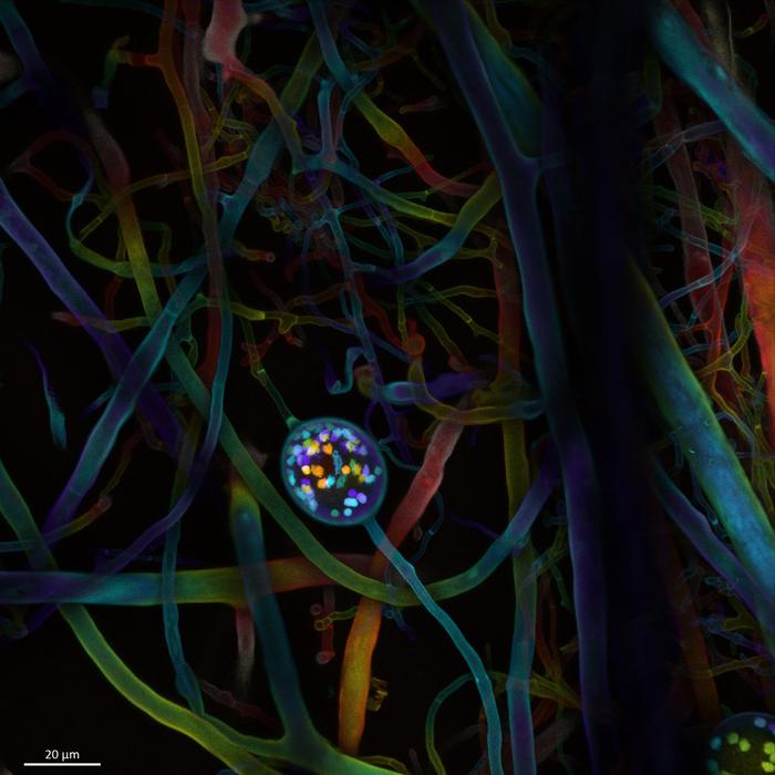 Tracking Carbon-Capturing Fungal Networks with Robotics