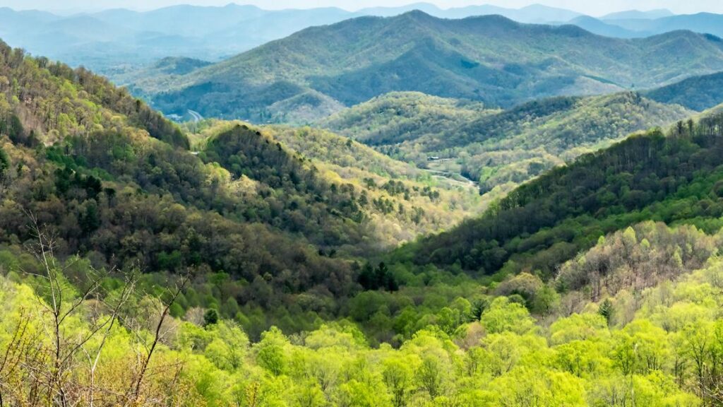 Environmental groups sue over federal forest logging plans in NC