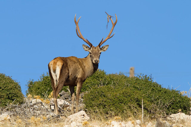 deer e1740994987148