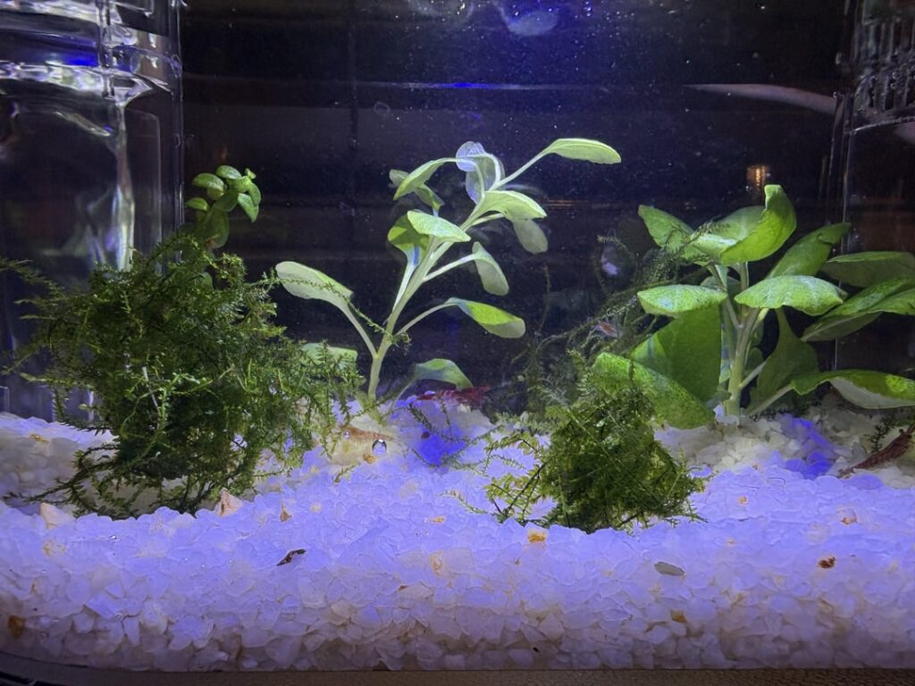 Walstad method aquarium posle 2 meseci Walstad method aquarium posle 2 meseci